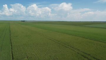пшеница поле агроборса агротв