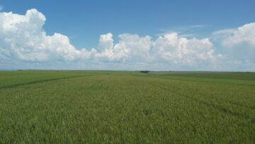 пшеница твърда борса земеделие