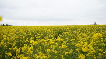 рапища земеделие фермери