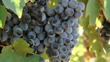VINO