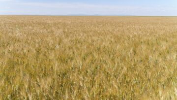agroborsa rapitsa soya zetae sembodia