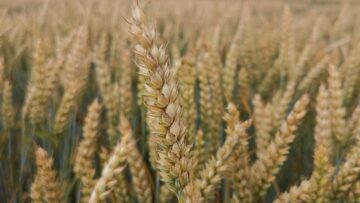 borsova informatsia pshenitsa agrotv dobivi