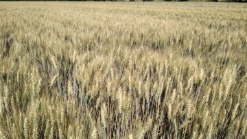 lidea pshenitsa agroborsa agrotv