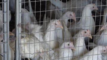 пилета агроновини земделци фермери агротвбългария