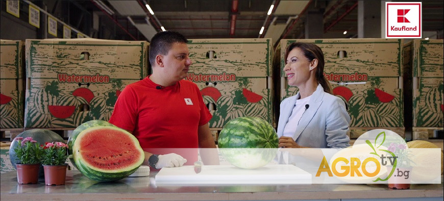 Близо 6,4 млн. кг родни дини и пъпеши е изкупил Kaufland