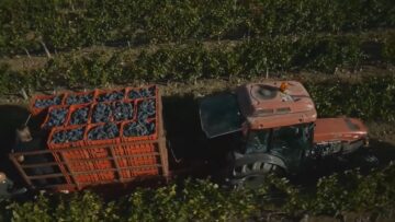 VINO
