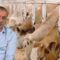 Агротема: Употребата на антибиотици в животновъдството – проблем №1