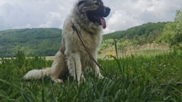 venera-kavkazki-ovcharki