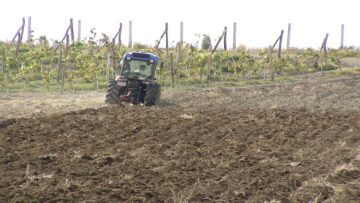 агроновини-оран-грозде-земеделие