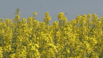слаба-реколта-рапица-агротв
