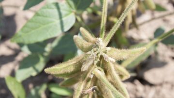 agrotv-soya-rekolta-zemedelie-evropa
