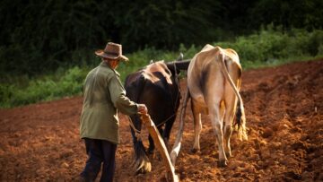 A peasant works the soil with a wooden plough pulled by two oxes