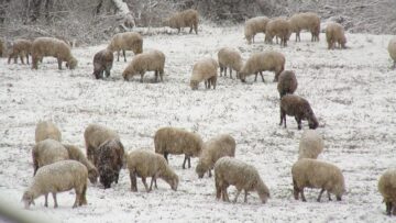 агроновини-земеделие