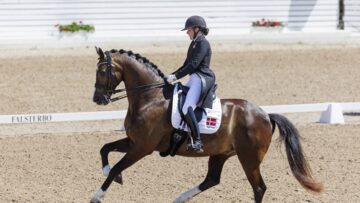 коне-арабска порода-агротв