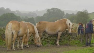 хафлингер-агротв-коне