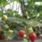 Агротема: Успешно фамилно стопанство с ягодоплодни