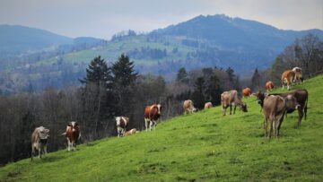 cattle-6241505_1280
