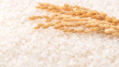 Raw white polished milled edible rice crop on white background in brown bowl, organic agriculture design concept. Staple food of Asia, close up.