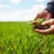 Young Green wheat seedlings in the hands of a farmer. Organic green wheat in the field. Agriculture, gardening or ecology concept.