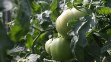 agroforum domati klimat zemedlie