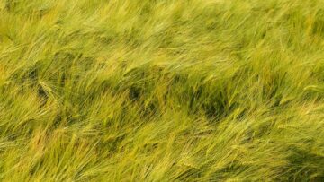 borsa pshenitsa soya kutirovki agrtv