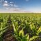 Green corn maize field in early stage