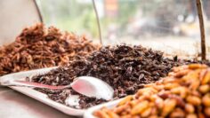 Thai traditional food grasshoppers,larvae