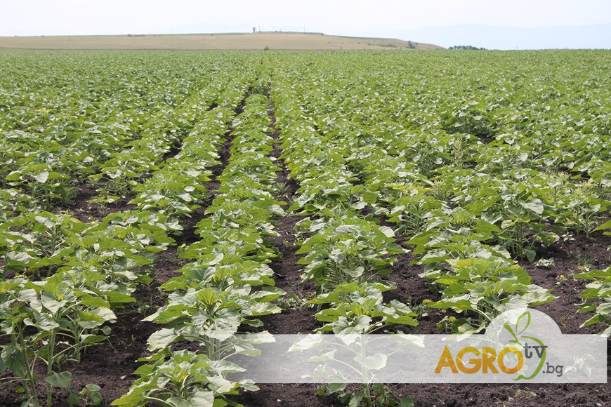 Нов хербицид от Corteva AgriScience™ в слънчоглед срещу широколистни плевели