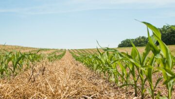 Looking down a row of young corn plants with the flag leaf unfurled in a no-till field with ryegrass residue.