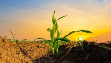 Maize seedling in the agricultural garden with the sunset