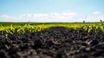 Agricultural scene with corn’s sprouts in soil. Growing young green corn seedling sprouts in cultivated agricultural farm field.