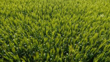 agroborsa dinamika pshenitsa zarnen pazar