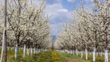 agroforum