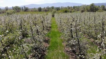agroprognoza ovoshki