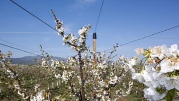 agroprognoza ovoshki