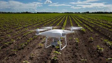 Drone flying above sunflower field