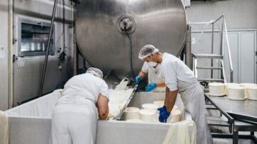 Manual workers in cheese and milk dairy production factory. Trad