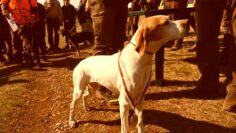 pointer-champion