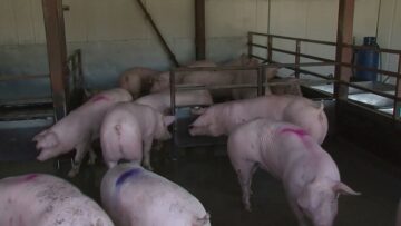 svinsko-meso-iznos-agrotv