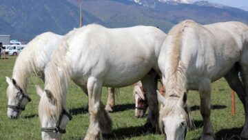 konete-na-bulgaria-razlog