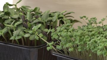 mikrorastenia agrotv