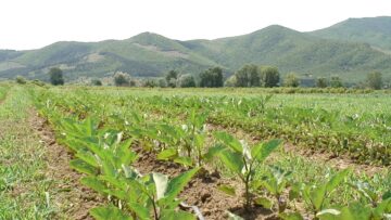 agronovini zemedelie fermeri klimat