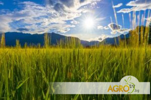 Агропрогназа 4 | AGRO TV Агропрогноза 4