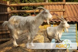 Овцевъдство Козевъдство 5 | AGRO TV Овцевъдство Козевъдство 5