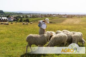 Овцевъдство Козевъдство 8 | AGRO TV Овцевъдство Козевъдство 8