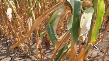 agroprognoza agro