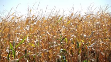 carevica agro tv norsa