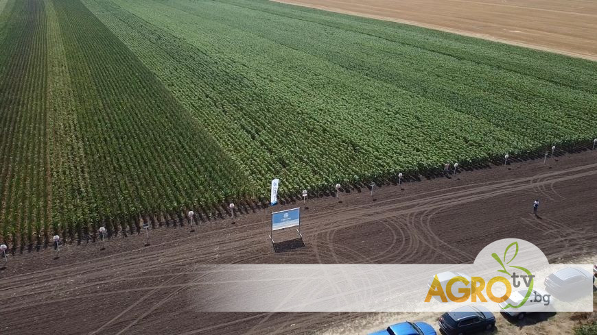 Нови ранни хибриди царевица от Corteva Agriscience™