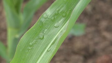 glifozat-litsenz-agrotv