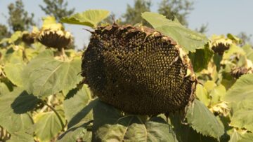 agroprognoza slanchogled susha